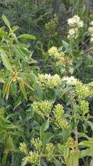 Tripodanthus acutifolius