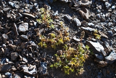 Veronica macrostemon