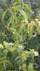 Tripodanthus acutifolius