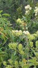 Tripodanthus acutifolius