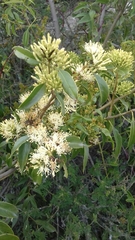 Tripodanthus acutifolius