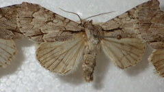 Acronicta psi
