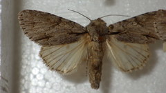 Acronicta psi