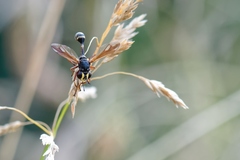 Physocephala rufipes