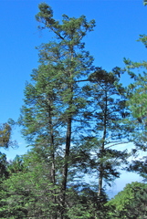 Abies jaliscana