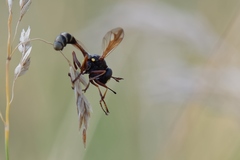 Physocephala rufipes