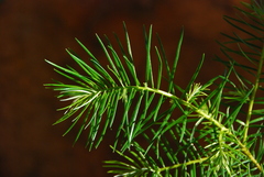 Abies jaliscana