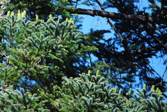 Abies jaliscana