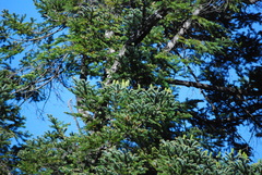 Abies jaliscana