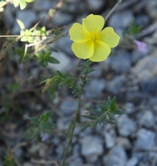 Fumana ericifolia