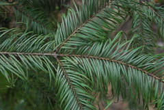 Abies jaliscana
