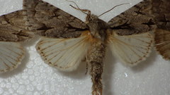 Acronicta psi