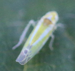 Lindbergina aurovittata