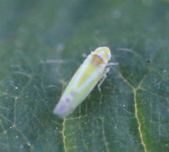 Lindbergina aurovittata