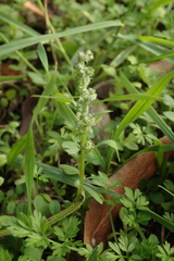 Chenopodium album