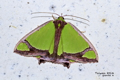 Agathia laetata