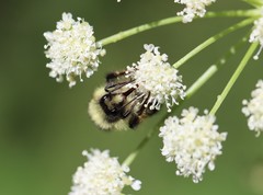Bombus melanopygus