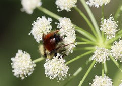 Bombus melanopygus