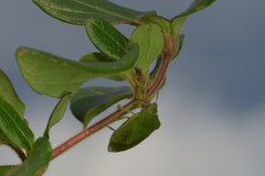 Nezara viridula