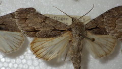 Acronicta psi