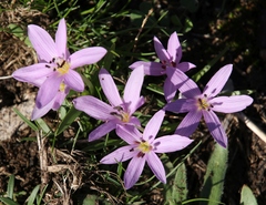 Colchicum cupanii