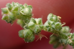 Chenopodium album