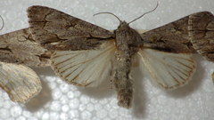 Acronicta psi