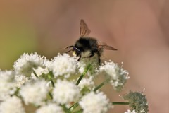 Bombus melanopygus