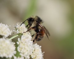 Bombus melanopygus