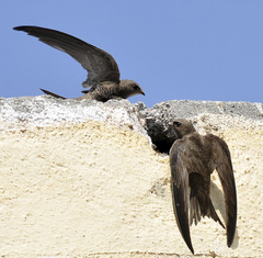 Apus pallidus