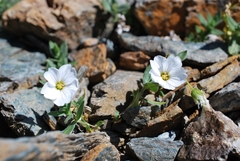Cerastium lithospermifolium