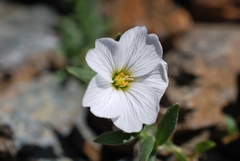 Cerastium lithospermifolium