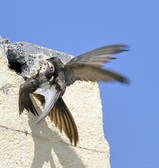 Apus pallidus