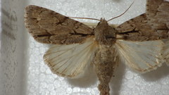 Acronicta psi