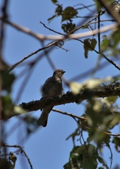 Indicator meliphilus