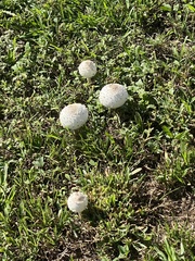 Chlorophyllum molybdites image