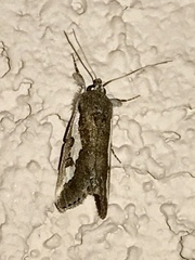 Euscirrhopterus gloveri