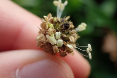 Plantago lanceolata