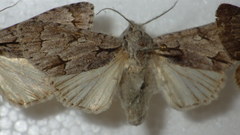 Acronicta psi