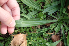 Plantago lanceolata
