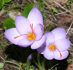 Crocus longiflorus