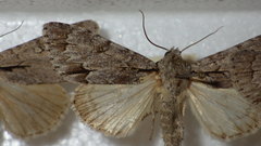 Acronicta psi
