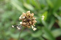 Plantago lanceolata