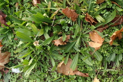 Plantago lanceolata