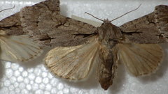 Acronicta psi