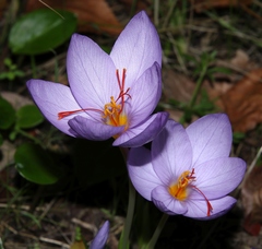 Crocus longiflorus