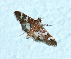 Desmia ufeus