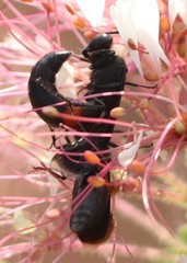 Stizoides renicinctus