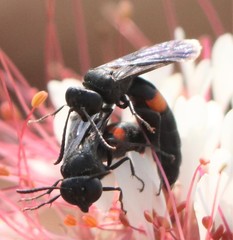 Stizoides renicinctus