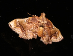 Scenedra decoratalis
